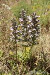 Plants: image 1 0f 4 thumb