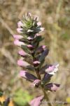 Plants: image 1 0f 4 thumb