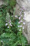 Plants: image 1 0f 4 thumb