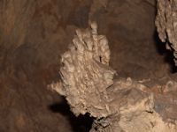 Plants: image 1 0f 4 thumb