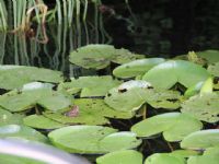 Plants: image 1 0f 4 thumb