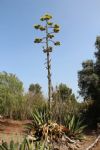 Plants: image 1 0f 4 thumb