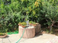 Plants: image 1 0f 4 thumb