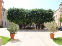 Plants: image 1 0f 4 thumb
