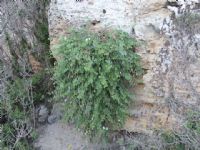 Plants: image 1 0f 4 thumb