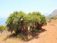 Plants: image 1 0f 4 thumb